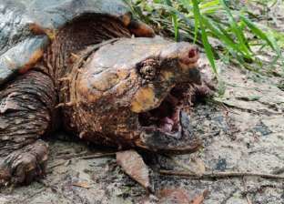 ظهور فصيلة جديدة من السلاحف العملاقة بأمريكا: شكلها غريب وعليها طحالب