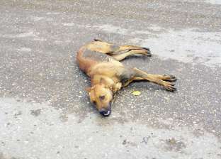 «المفوضين» توصي برفض دعوى وقف قتل كلاب وقطط الشوارع وتصدير لحومها 
