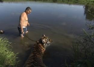 بالفيديو| روسي يسبح مع نمر في شاطئ بموسكو