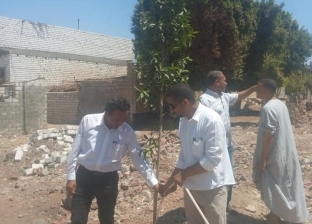 زراعة 50 شجرة لتجميل مداخل قرى أبوقرقاص بالمنيا