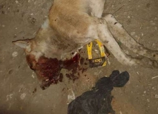 بعد واقعة تعذيب وقتل كلب.. حكم الدين والعقوبة القانونية للفاعل