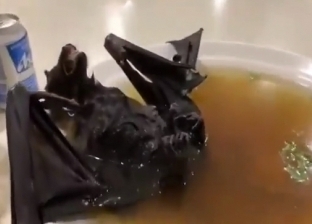 شوربة الخفافيش.. علماء صينيون يكشفون مصدر انتشار فيروس كورونا