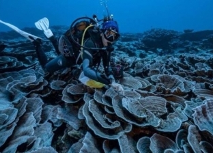 اكتشاف شعاب مرجانية ضخمة أمام تاهيتي ينعش آمال مواجهة التغير المناخي