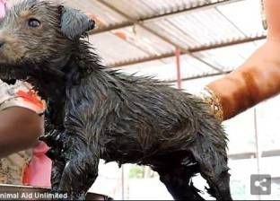 بالصور| إنقاذ 3 كلاب من موت محقق في الهند