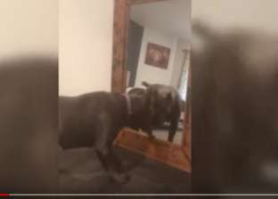 بالفيديو| كلب يصاب بالذهول بعدما شاهد نفسه في مرآة للمرة الأولى