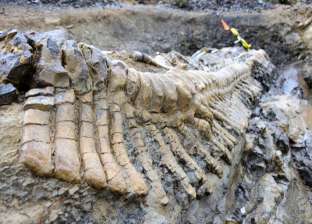 باحثون: ديناصور "Patagotitan mayorum" أكبر كائن مشى على كوكب الأرض