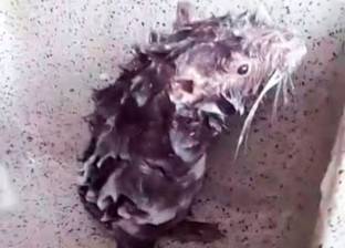 بالفيديو| صدق أو لا تصدق.. فأر يستحم بالشامبو كالإنسان