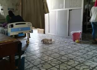 القطط تشارك مرضى الإسكندرية أجنحة المستشفى «الميرى»