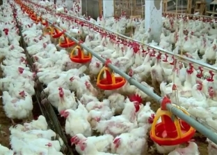 شعبة اللحوم البلدية تحذر من إنفلونزا الطيور: نفوق الدواجن يرفع الأسعار