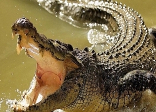 معركة شرسة بين تمساح وسائحة مسنة في أستراليا