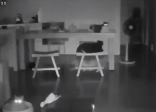 فيديو يظهر لحظة غريبة لرد فعل القطط قبل حدوث الزلزال