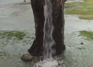 بالفيديو| أسطورة "شجرة التوت" بالجبل الأسود.. تحولت لنافورة بسبب المطر