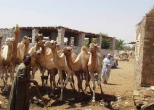 "الزراعة": ذبح 19 رأس إبل مصابة بـ"الكورونا" قادمة من السودان