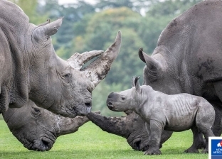 تنزانيا تستقبل 9 من وحيد القرن الأسود المهدد بالانقراض