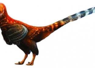 ديناصور على شكل دجاجة من 110 مليون سنة: عنده عرف وفي جسمه إبر