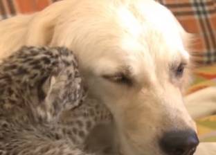 بالفيديو| كلبة تتبنى فهدا صغيرا من حديقة حيوان روسية!