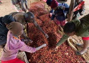 كينيا: مشروع "حدائق المطبخ" الزراعي يقيت اللاجئين
