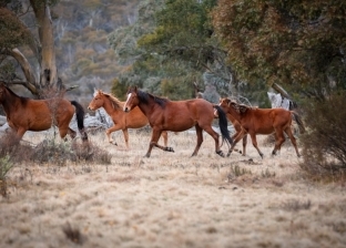 أستراليا تخطط لإعدام أكثر من 10 آلاف حصان بري.. والعلماء: لا يكفي
