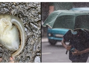 العثور على مخلوق غريب ومرعب في شوارع سيدني بعد سقوط أمطار غزيرة
