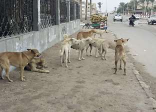 الكلاب تحاصر سكان "زايد": العضة بـ"موتة"