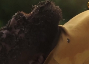 مشهد صادم في «لعبة نيوتن»: محمد ممدوح يقتل شخصا بلدغات النحل (فيديو)