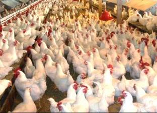 فضيحة "المضادات الحيوية" في الهند تروع أسواق الدجاج بالعالم