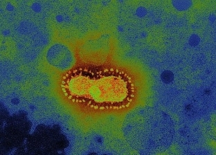 دراسة جديدة تكشف درجات الحرارة الأنسب لانتشار فيروس كورونا