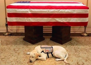 "كلب بوش الأب" يتعافى بعد رحيل الرئيس الأمريكي.. ويساعد معاقيين الحروب
