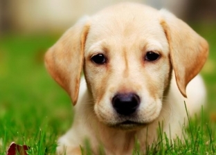 "كلبك حاسس بيك".. دراسة تثبت قدرة الكلاب على قياس "سكر الدم" بألسنتها