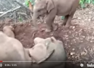 في موقف مؤثر.. صغير فيل يحاول إيقاظ أمه وهي تصارع الموت