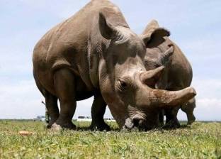 في محاولة لإنقاذه من الانقراض.. تخليق أجنة هجينة لـ"وحيد القرن الأبيض"