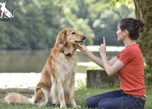 التدليل يفسد الحيوانات.. دورة تدريبية لتعديل سلوكيات الكلاب وأصحابها