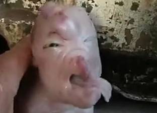 بالفيديو| ولادة خنزير بوجه يشبه "البشر" في الصين.. ويموت بعد يومين