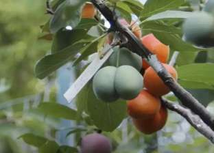 شجرة تطرح 8 أنواع مختلفة من الفاكهة حيرت العالم.. إيه القصة؟