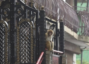 إصابات وسرقة.. آلاف القرود تغزو مدينة هندية: هيدمروها
