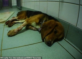 فيديو مفزع جديد لتعذيب الحيوانات بالمختبرات.. أقفاص ملطخة بدماء الكلاب
