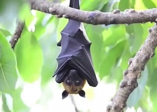 أستاذ بـ«البحوث الزراعية»: نتعامل مع خفاش الفاكهة مثل الآفات الزراعية