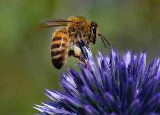 15 حقيقة قد لا تعرفها عن النحل.. البقاء للأنثى