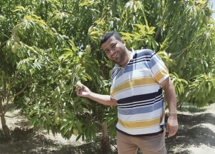 المانجو ملكة الفواكه في جنوب سيناء.. زراعة 1400 فدان قابلة للزيادة «صور»