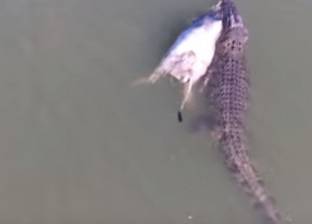 بالفيديو| تمساح عملاق يسحب بقرة لمياه ضحلة في أستراليا