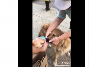 فيديو.. صراع بين كلب ورجل على ساندوتش هامبورجر