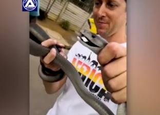 بالفيديو| رجل يخرج بيديه أفعى "المامبا السوداء" السامة من محرك السيارة