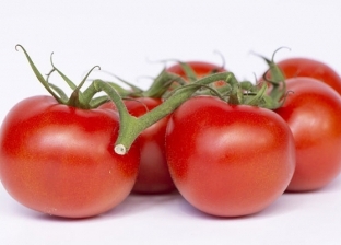 نقيب الفلاحين: انخفاض سعر الطماطم عن التكفلة يسبب أزمة للمزارعين