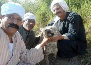 بالصور| فهد يلتقط سيلفي مع "ذئب" بعد صيده جنوب الأقصر