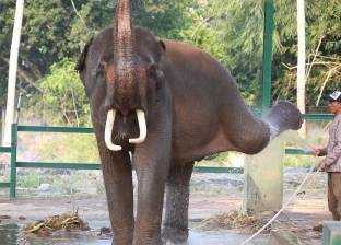 دعوة لمقاطعة عروض الفيلة بسريلانكا بسبب سوء المعاملة