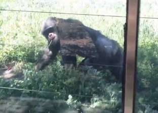 بالصور| "شمبانزي" يُدمن السجائر: يُدخن منذ 16 عاما