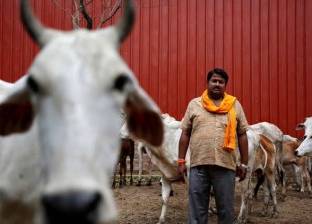 ضرب مسلم حتى الموت بتهمة تهريب الأبقار في الهند