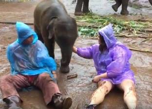 فيديو| كيف تلهو صغار الأفيال مع البشر؟