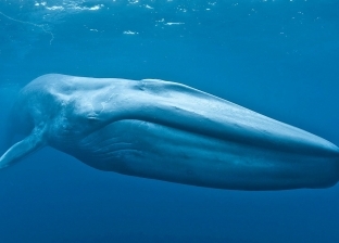 ليس من بينها الحوت الأزرق.. أضخم الحيوانات البحرية في السواحل المصرية