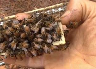 بالفيديو| أسراب من النحل تقتحم مقصورة سائق وتسافر معه